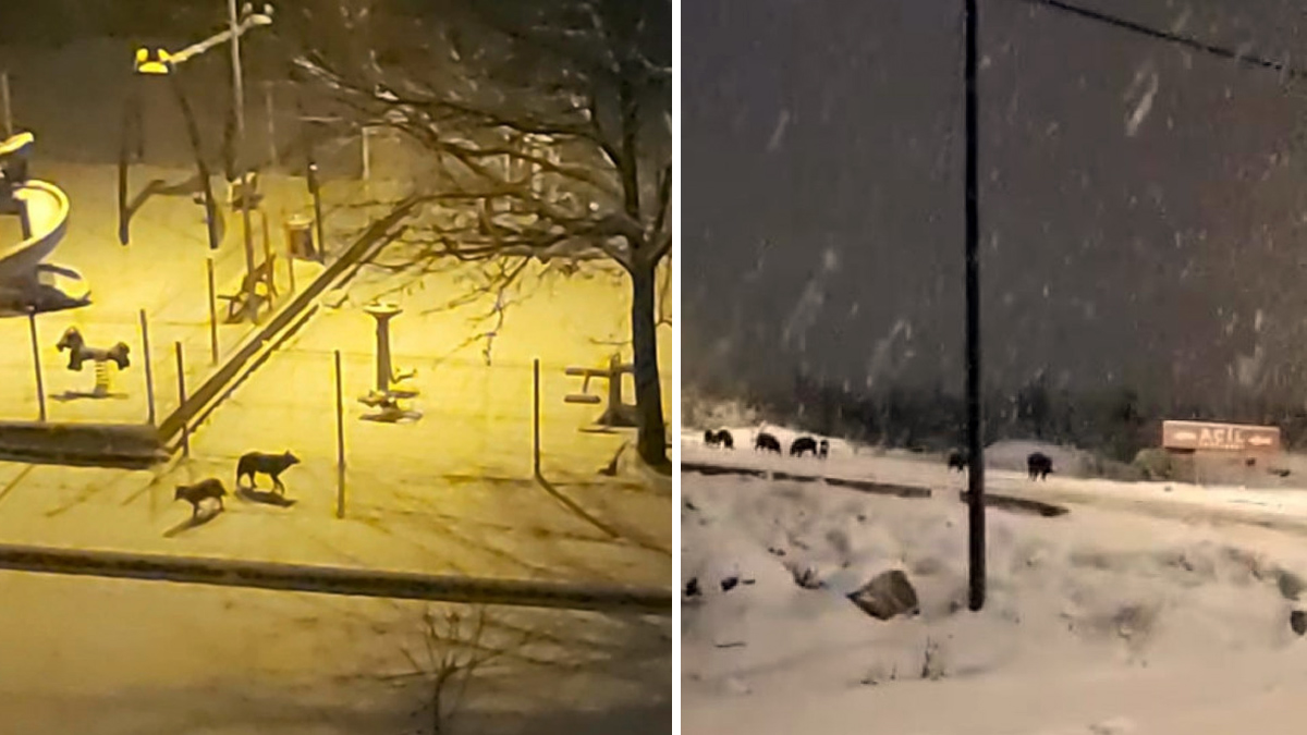   Lobos entran en ciudades tras nevadas