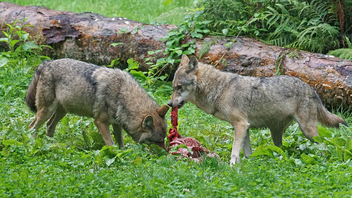  Lobos matan perro caza