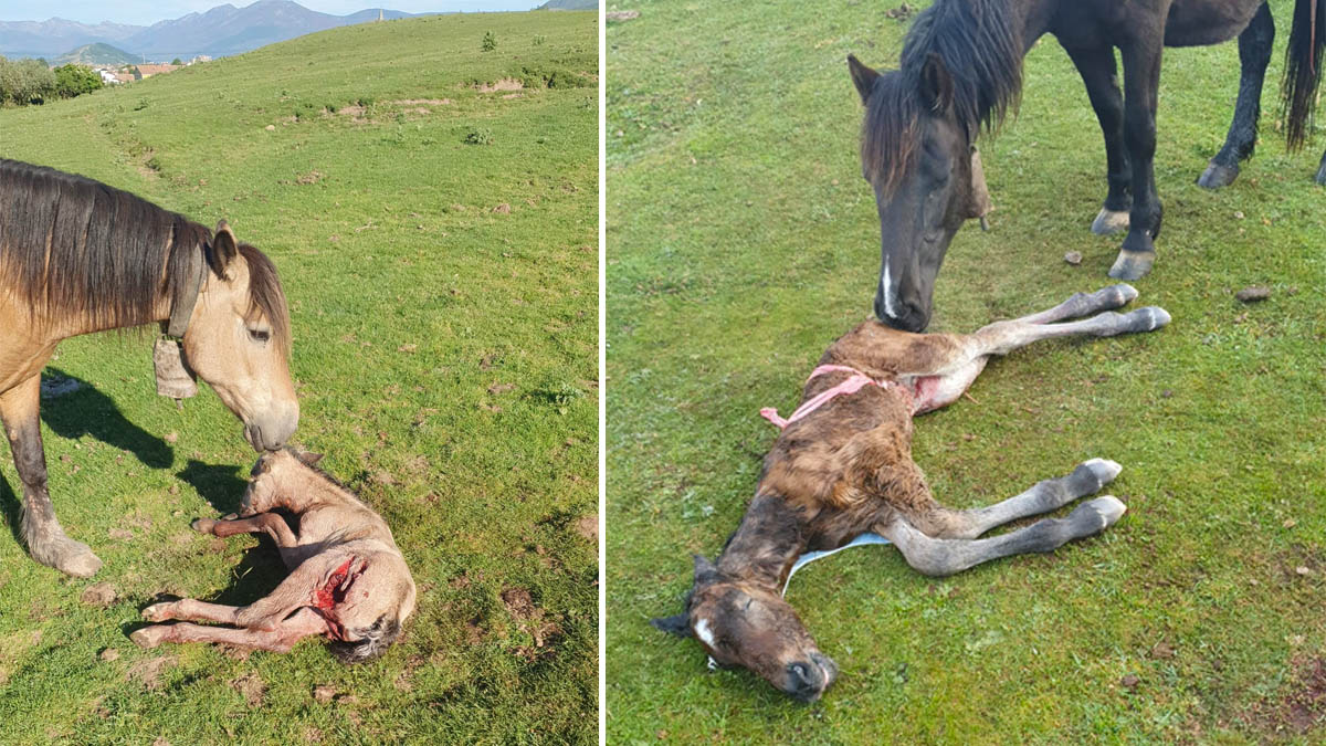   Lobos matan potros de ganaderos mientras manifestaban en Madrid en defensa del mundo rural