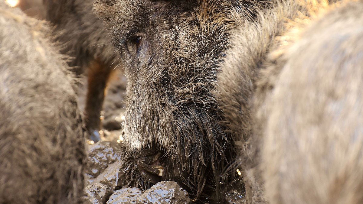  Los animalistas y ecologistas manipulan en su apoyo a los desproporcionados aumentos en las sanciones en materia de caza en Cataluña