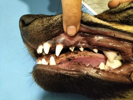  Los dientes del joven lobo atropellado