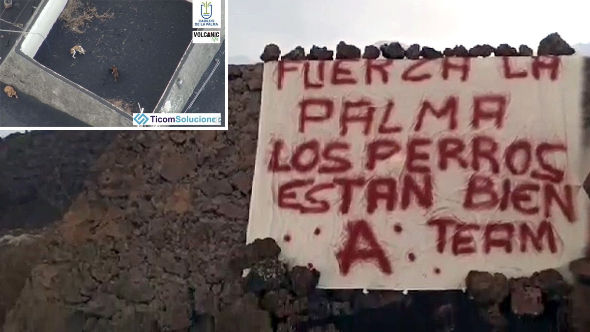 Los perros de caza atrapados en La Palma han sido rescatados