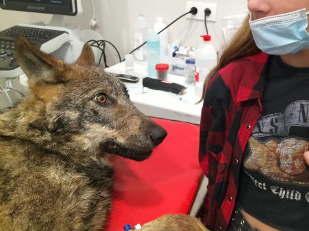  Los profesionales veterinarios de la Clínica Xarope han logrado estabilizar al joven lobo