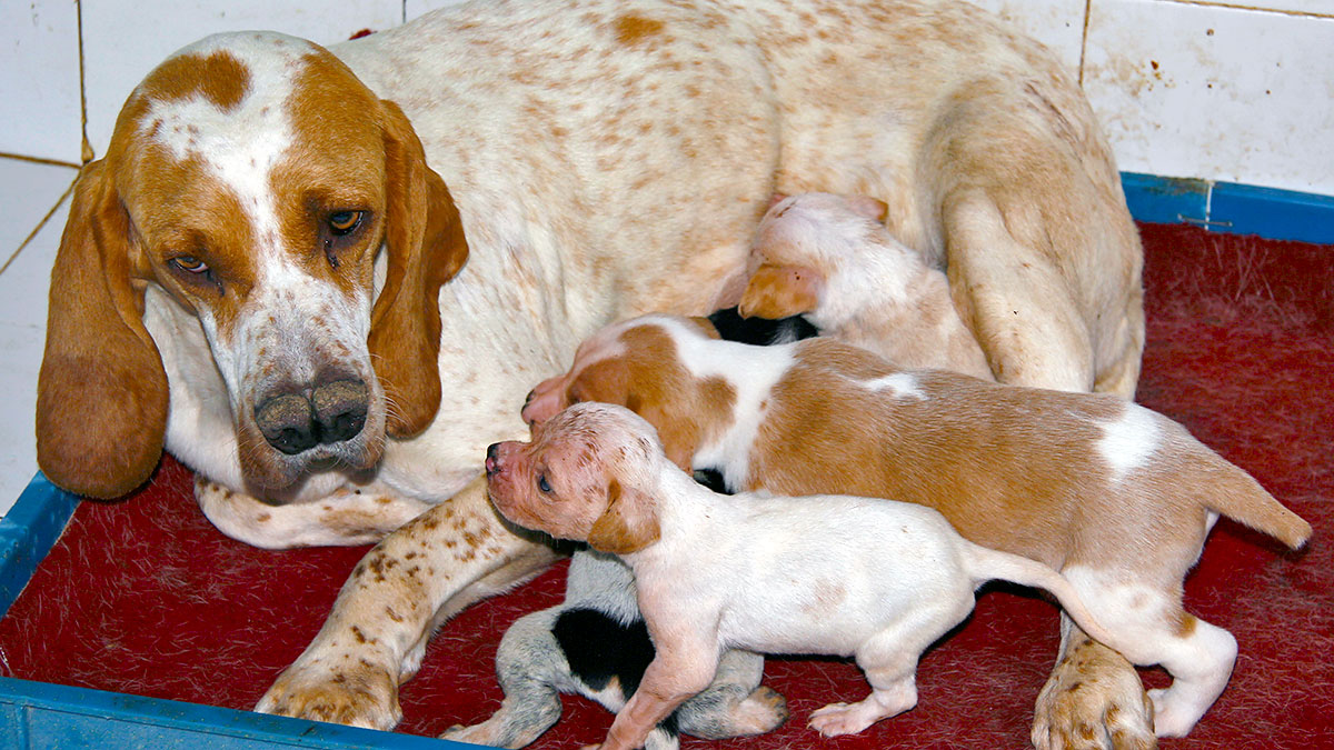 Pacma quiere prohibir la cría de perros