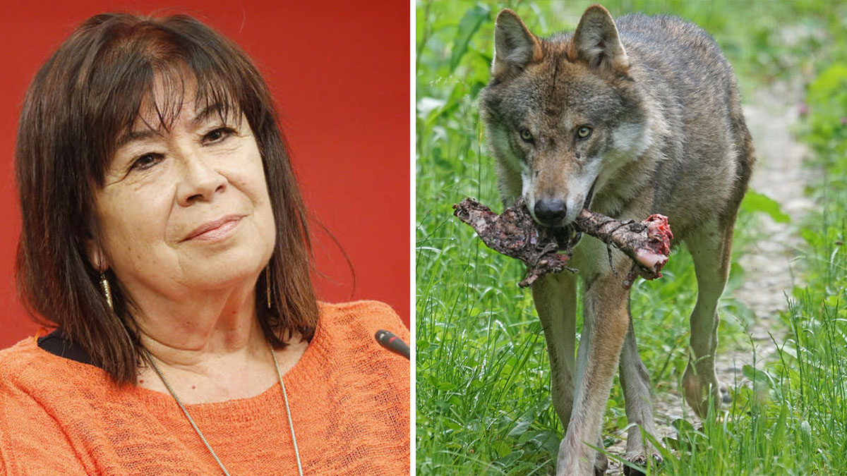  Cristina Narbona y el lobo