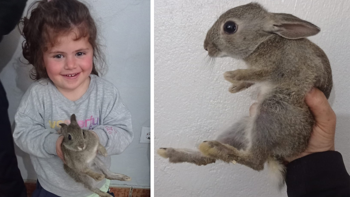   Niños salvan conejo