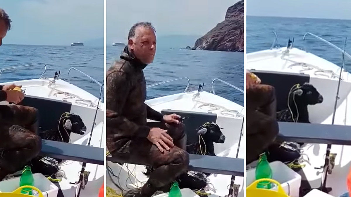  pescadores submarinos rescatan cabra