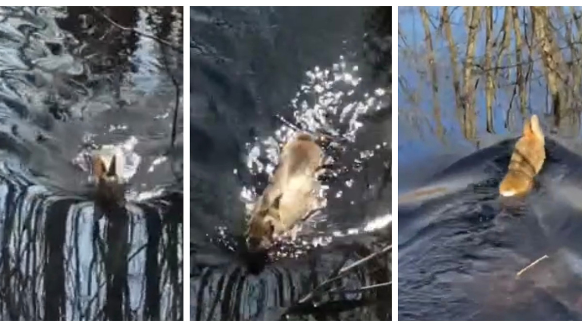  conejo huye de los perros cruzando un lago a nado