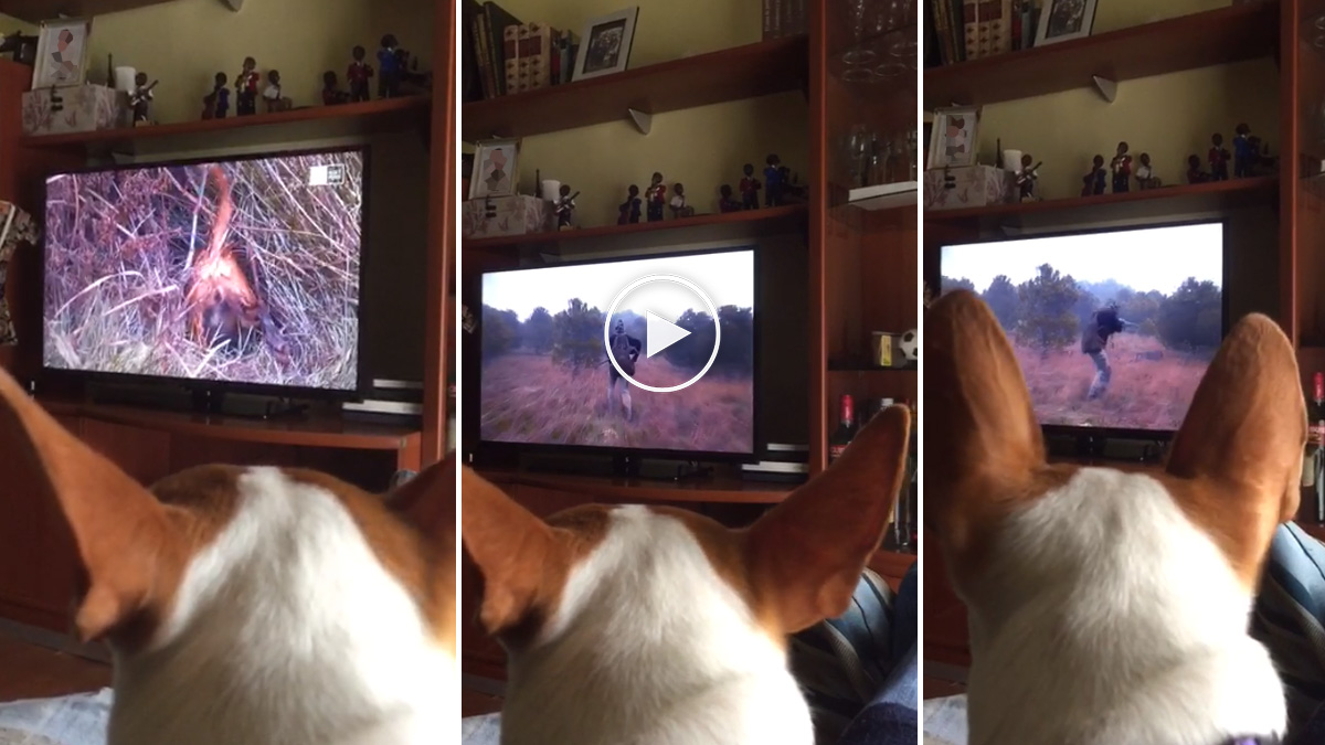  Perro de caza reacciona al ver en la televisión programa de caza