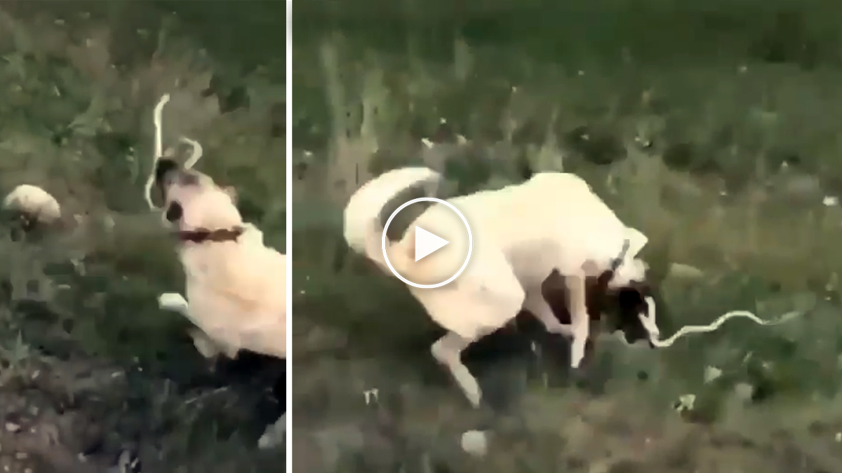  Perro pastor mata serpiente proteger rebaño