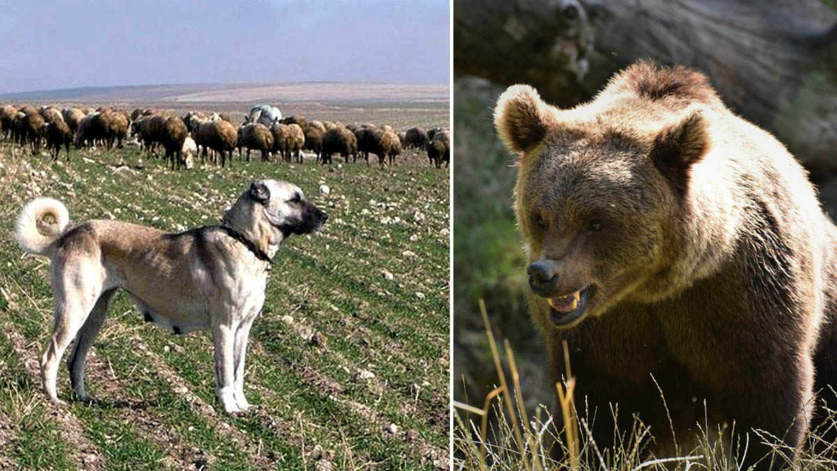   Perros protectores ganado pastores luchan contra osos