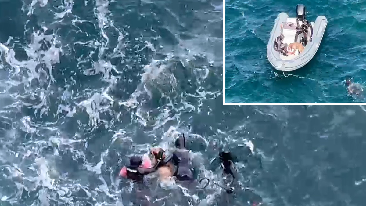   Pescadores submarinos rescatan perro caído al mar