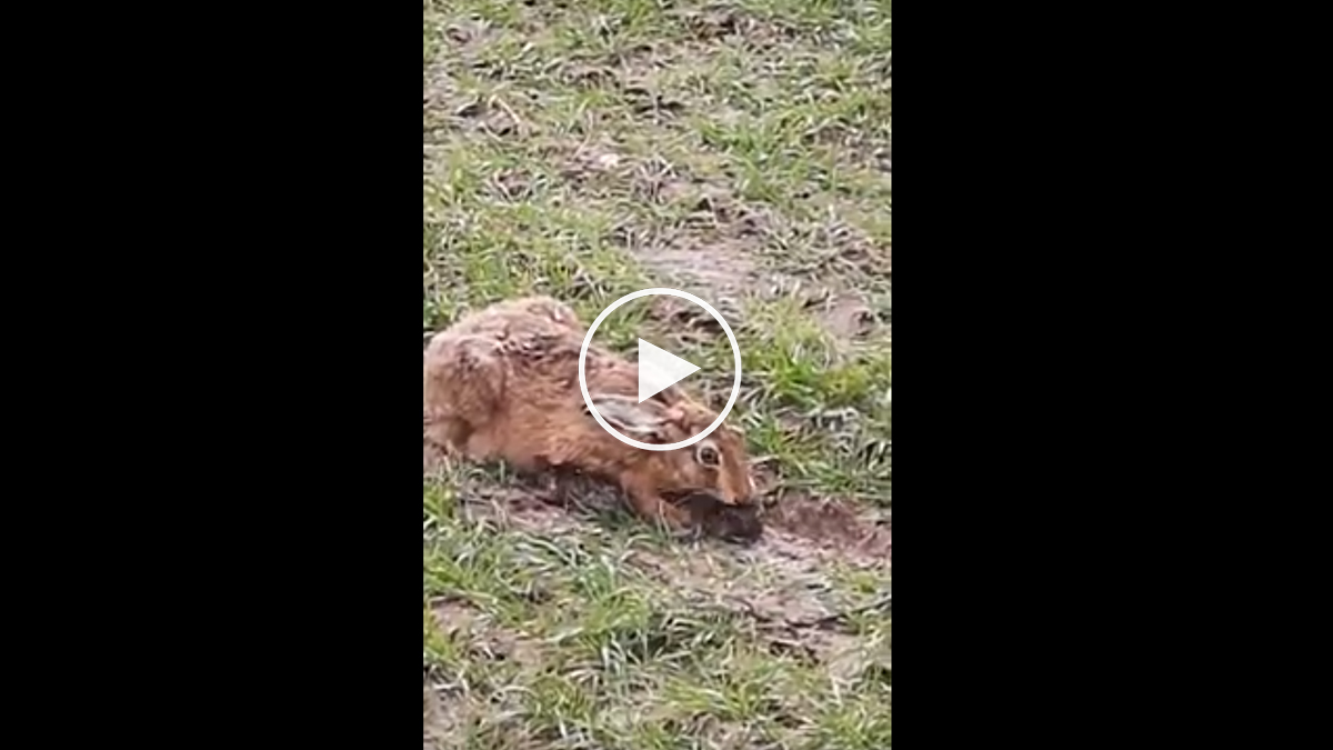 Precioso vídeo de una liebre cuidando de sus lebratos