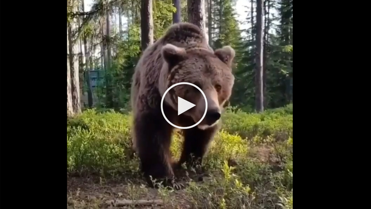  Oso grizzly