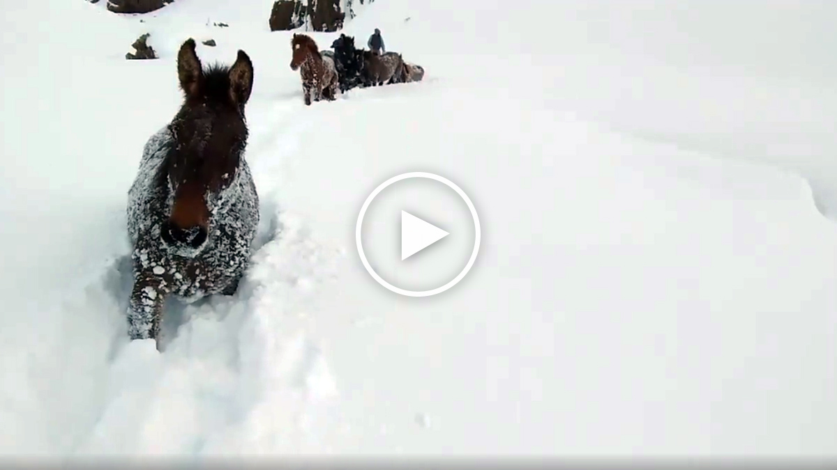  Rescate de caballos nieve