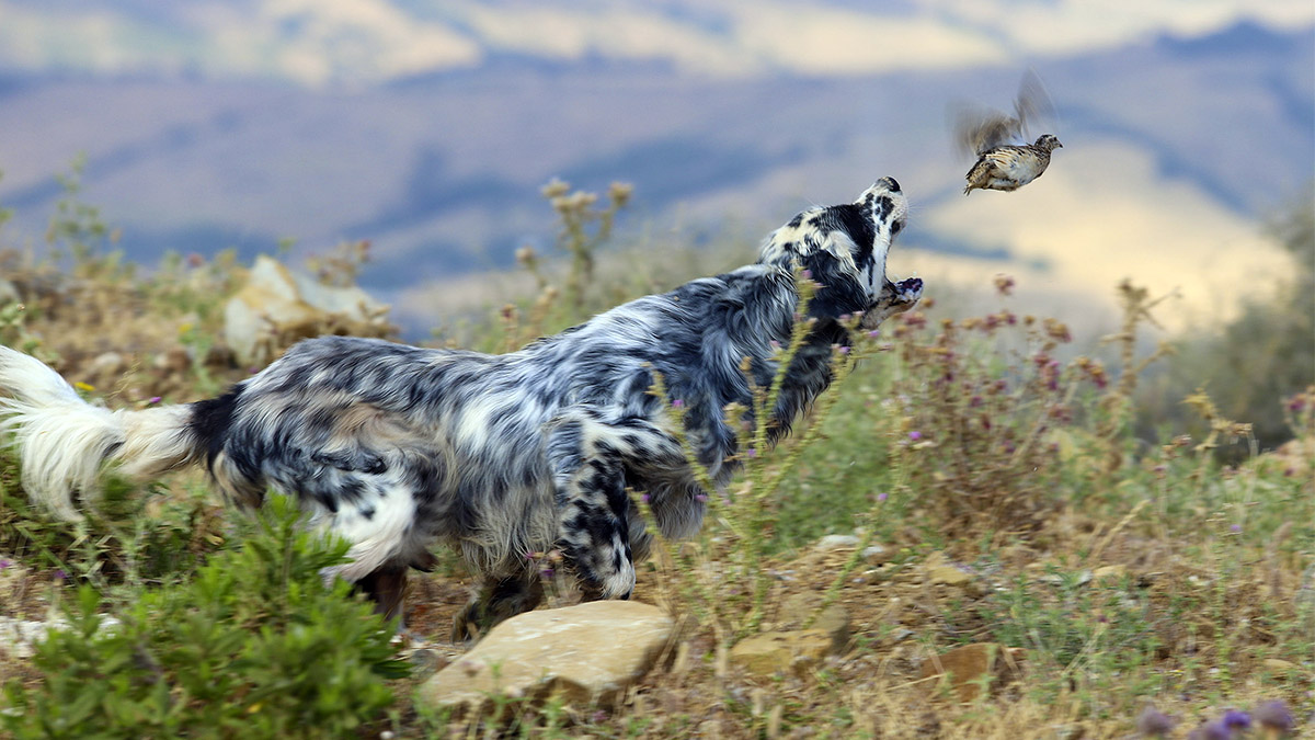 Setter caza muestra codorniz