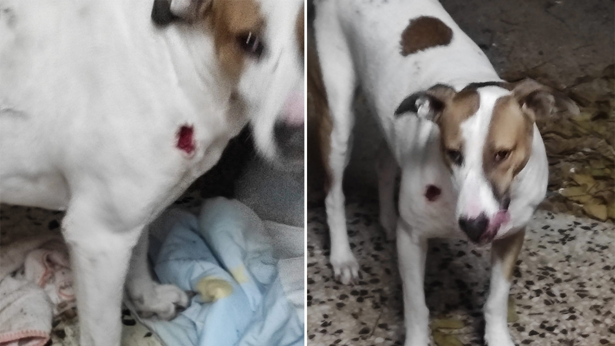Supuesta galga disparada por cazadores