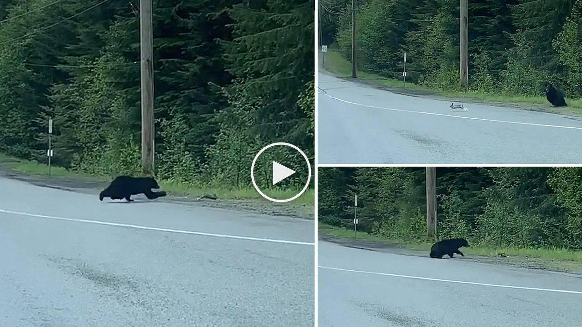  Tendrás que ver el vídeo para saber si este oso negro consigue atrapar al conejo