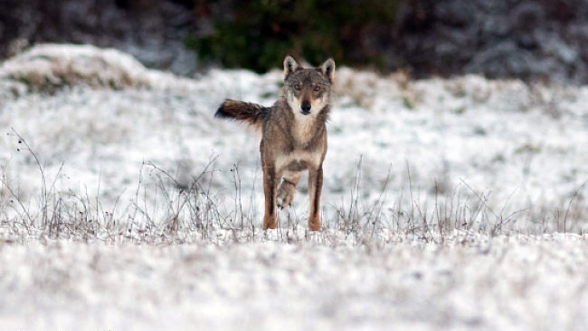Tripode lobo cojo que sobrevive