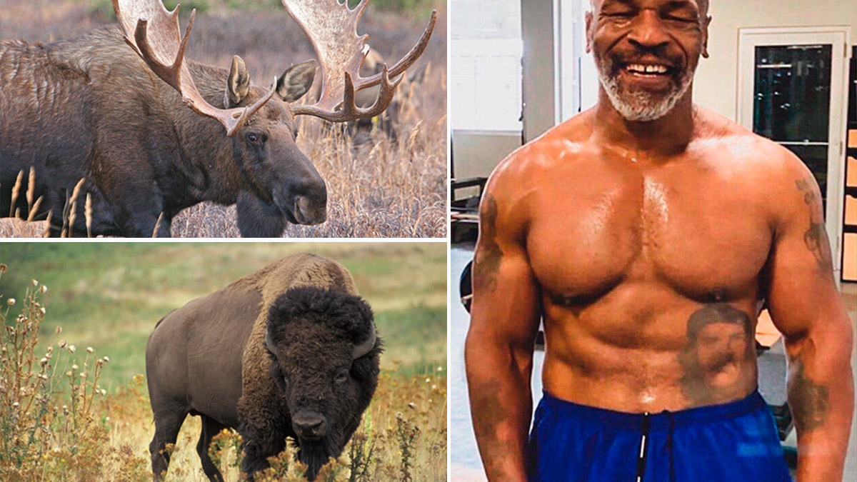 Tyson abandona veganismo por carne bisonte alce
