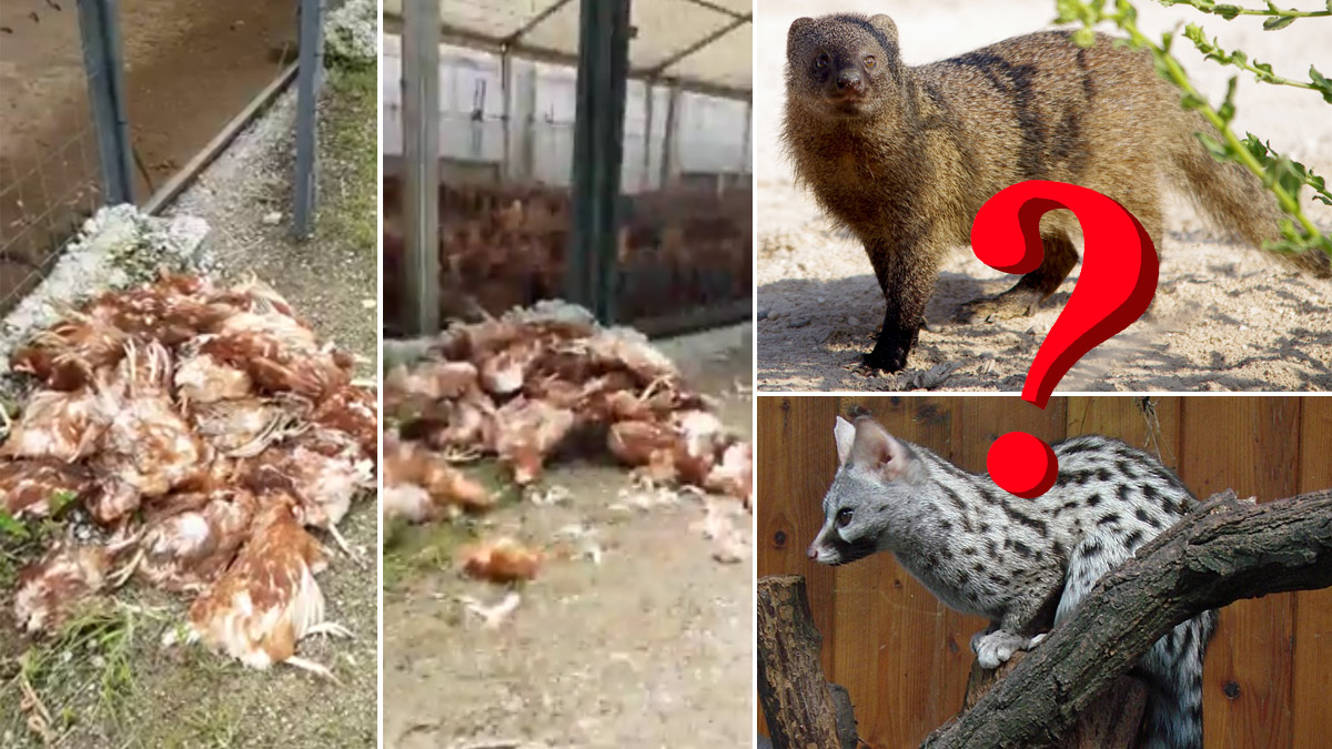 Un animal entra en su gallinero y le mata 76 gallinas