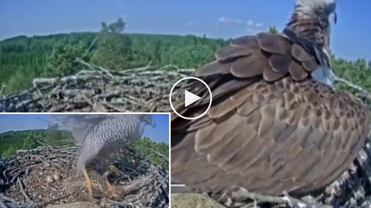  Un azor le roba el pollo a un águila pescadora que abandona el nido al ser atacado