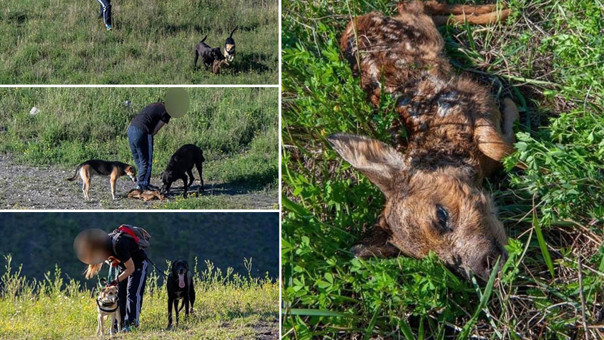  Un cazador denuncia a una mujer que pasea a sus perros sin correa y matan a un pequeño corcino