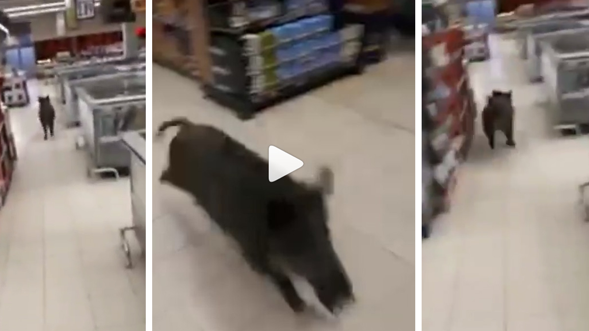  Un jabalí se cuela en un supermercado y lo graban