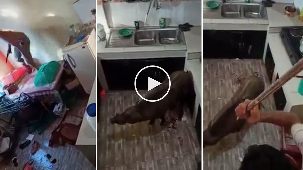 Un jabalí se mete en su casa y lo destroza todo