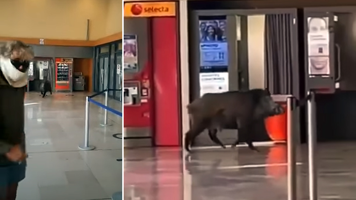 Un jabalí siembra el pánico en una estación de tren de Italia