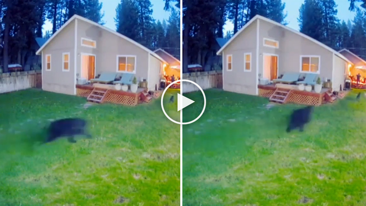  Un oso ataca a sus perros en su propia casa