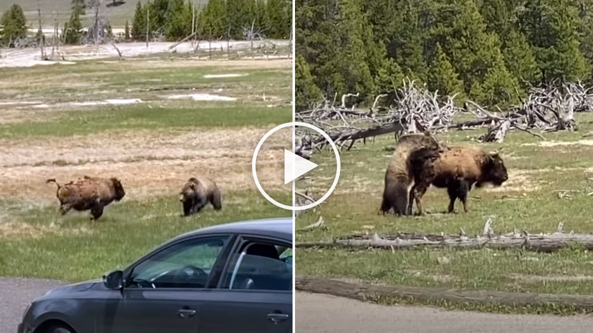  Un oso da caza a un bisonte