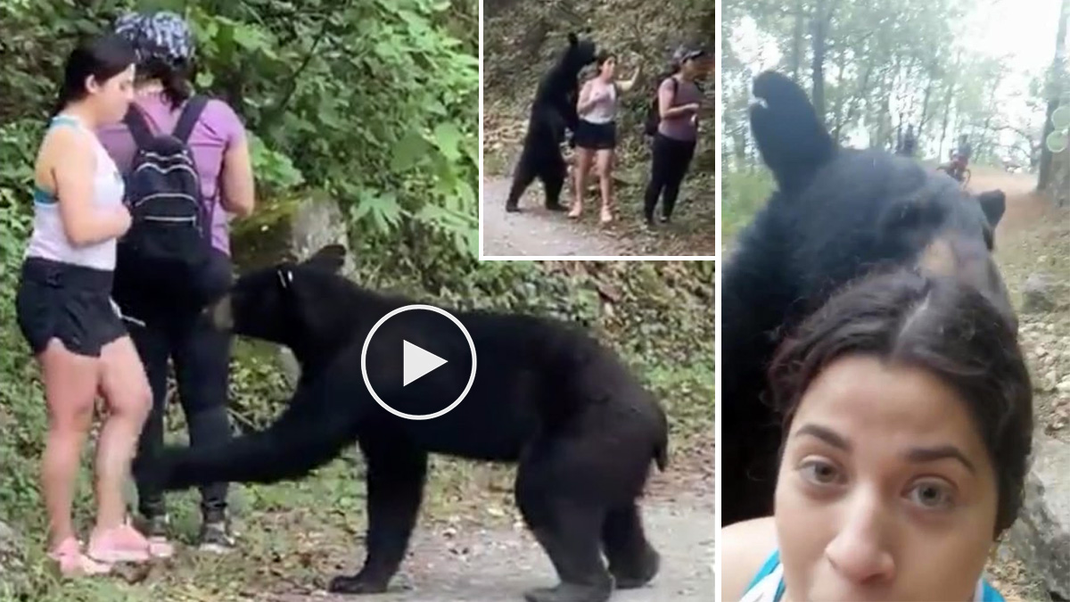  Un selfie con un oso negro que podía haber acabado en tragedia