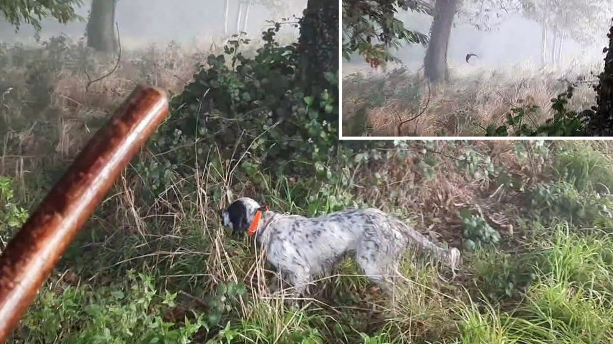  Una becada mientras entrena al perro de caza