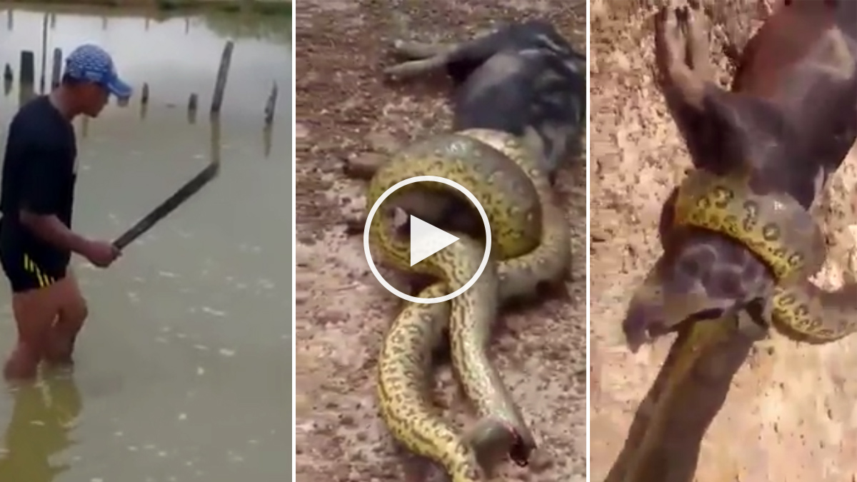  Una gran serpiente le roba su cerdo y se mete al agua a recuperarlo