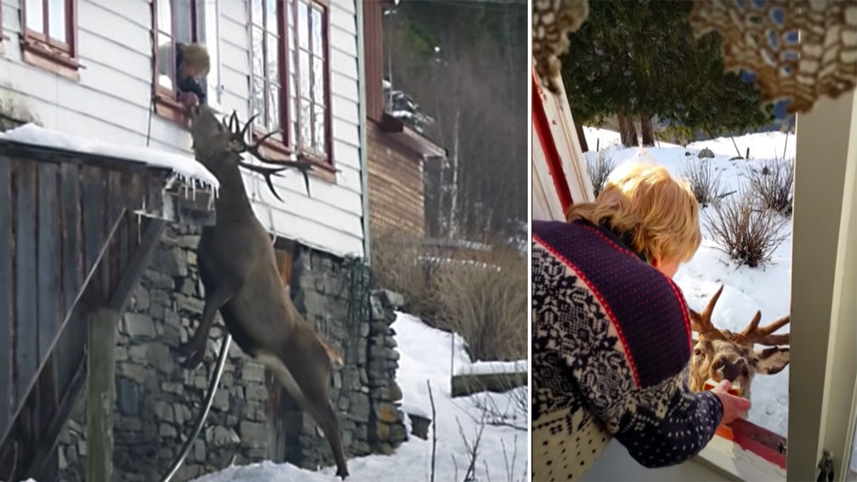  Una mujer de 81 años y un ciervo que se citan dos veces al día