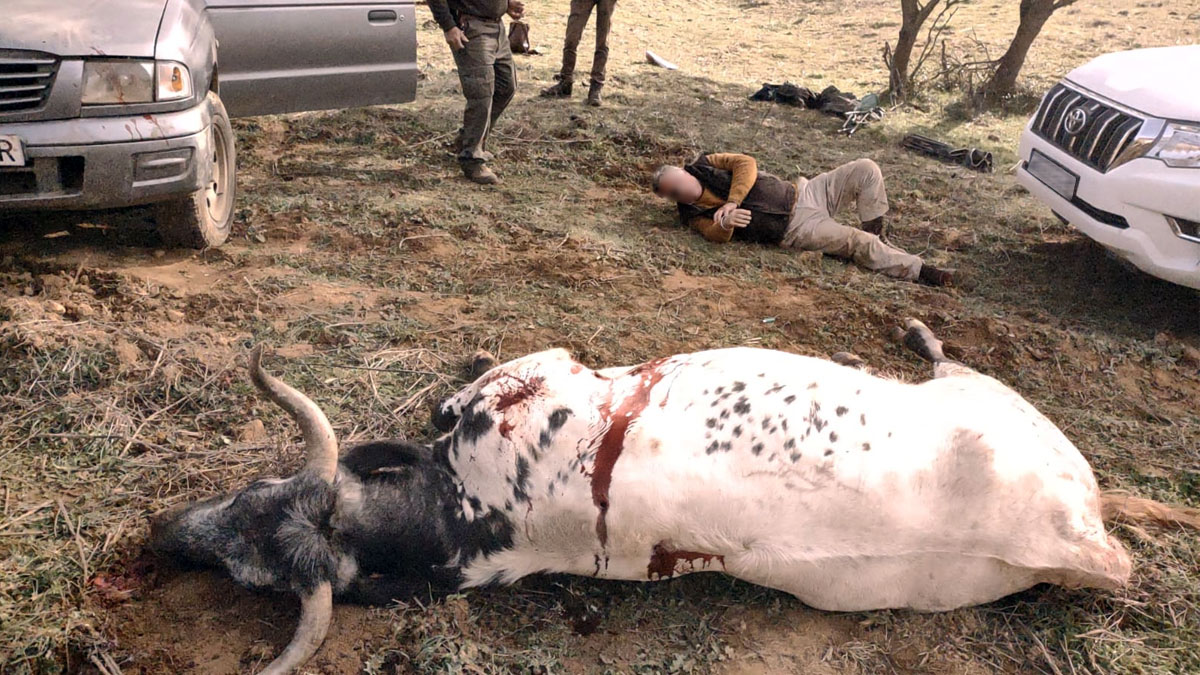   Una vaca ataca y hiere a un montero y un compañero le salva la vida