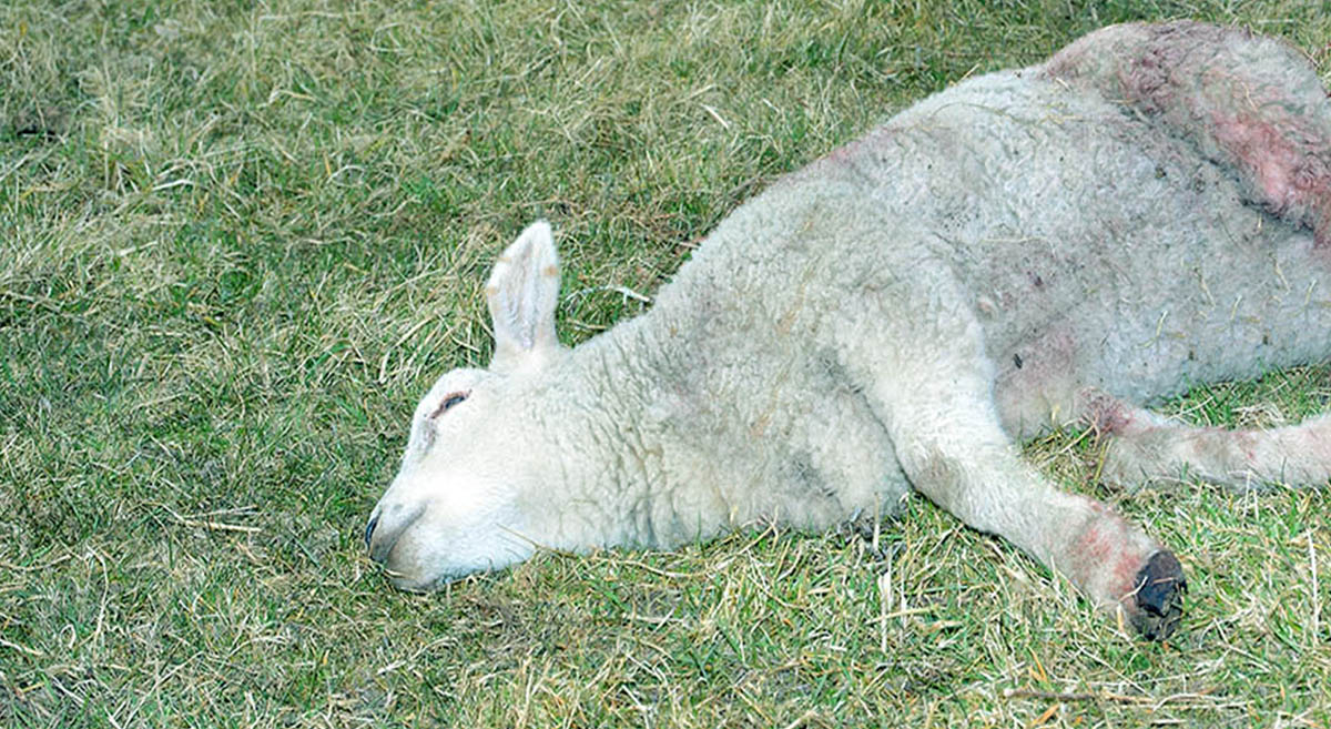  Usa oveja envenenada matar zorros