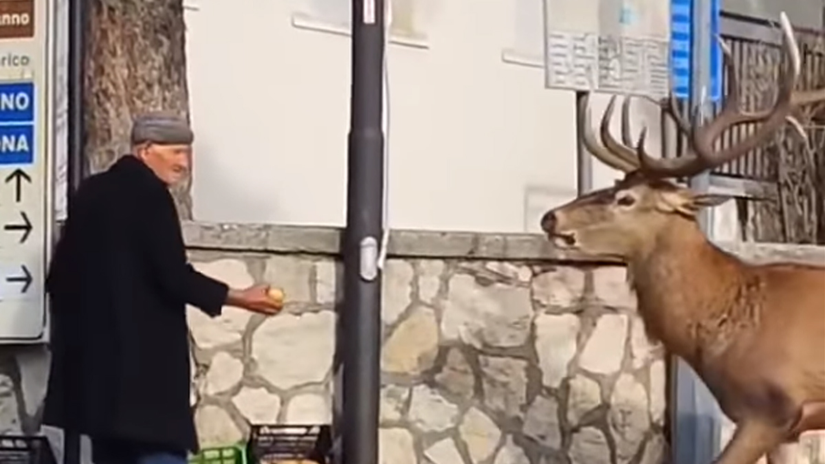   vendedor verdura alimenta ciervo en la calle