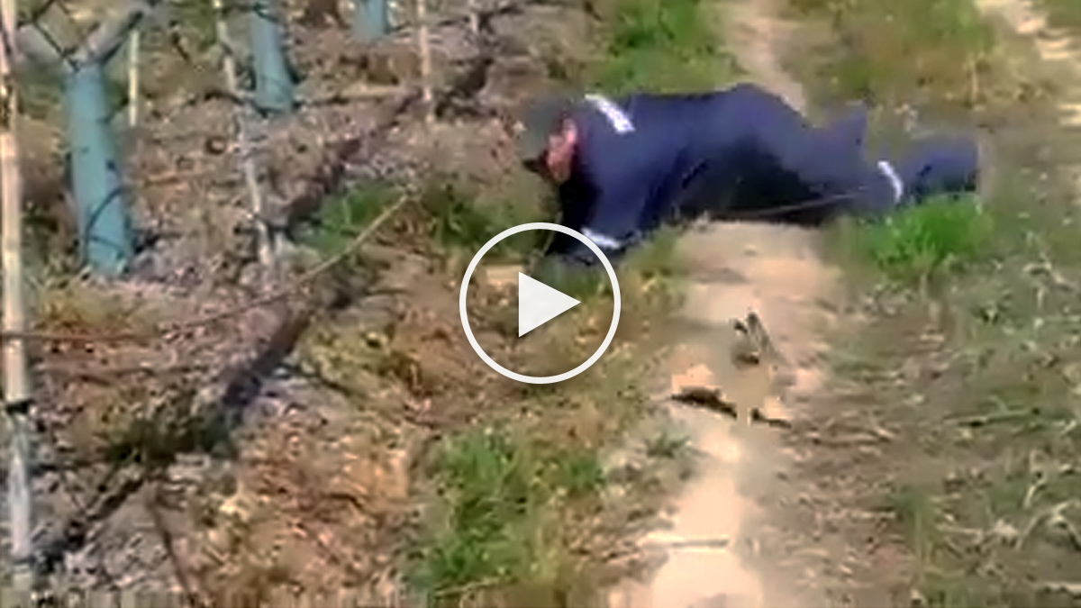  Vídeo de agricultor rastreando liebre