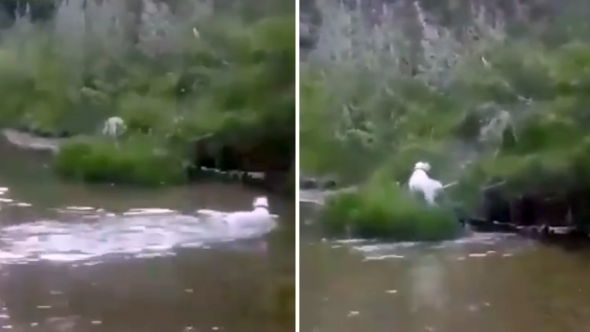  Vídeo de la trampa que le tiende un lobo a un dogo argentino