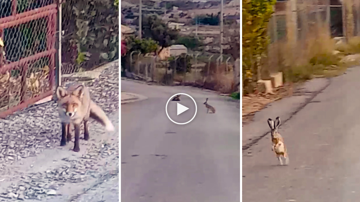  Vídeo de liebre que vacila a un zorro