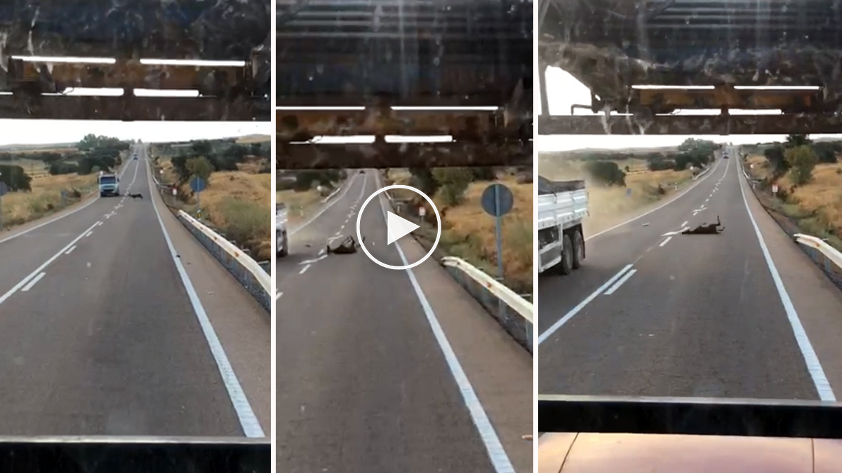  accidente ciervo grabado en vídeo