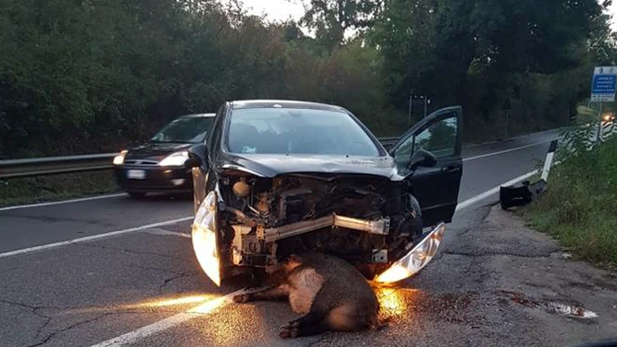  Accidente con gran jabalí coche destrozado