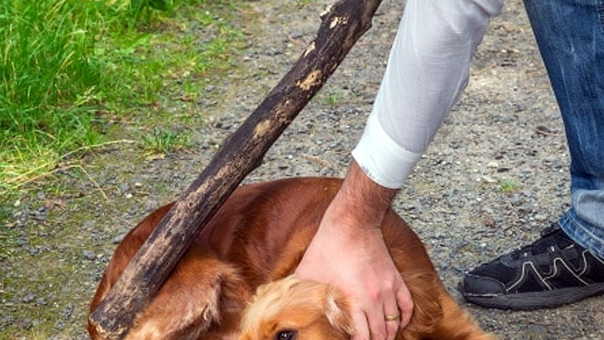  agrede a perros de caza y cazador en Asturias