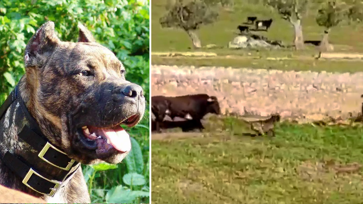 alano español el perro capaz de ponerse entre dos toros bravos peleando