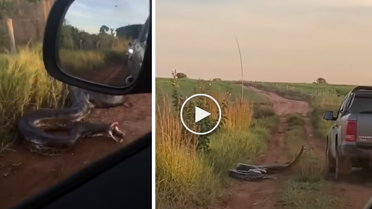  Anaconda gigante ataca a un coche