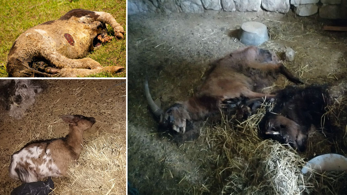   Animales muertos en refugio animalista