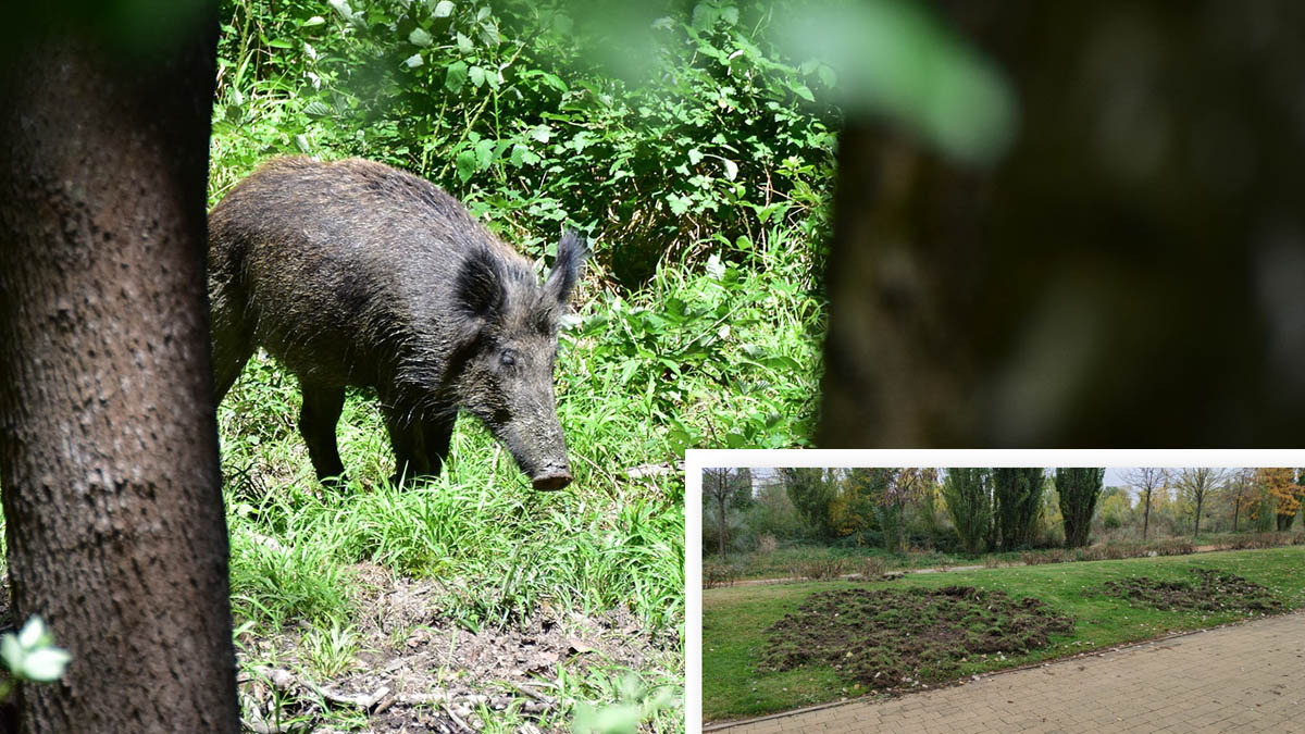  animalistas inventan cacerías ilegales de jabalí con arco San Sebastián Reyes