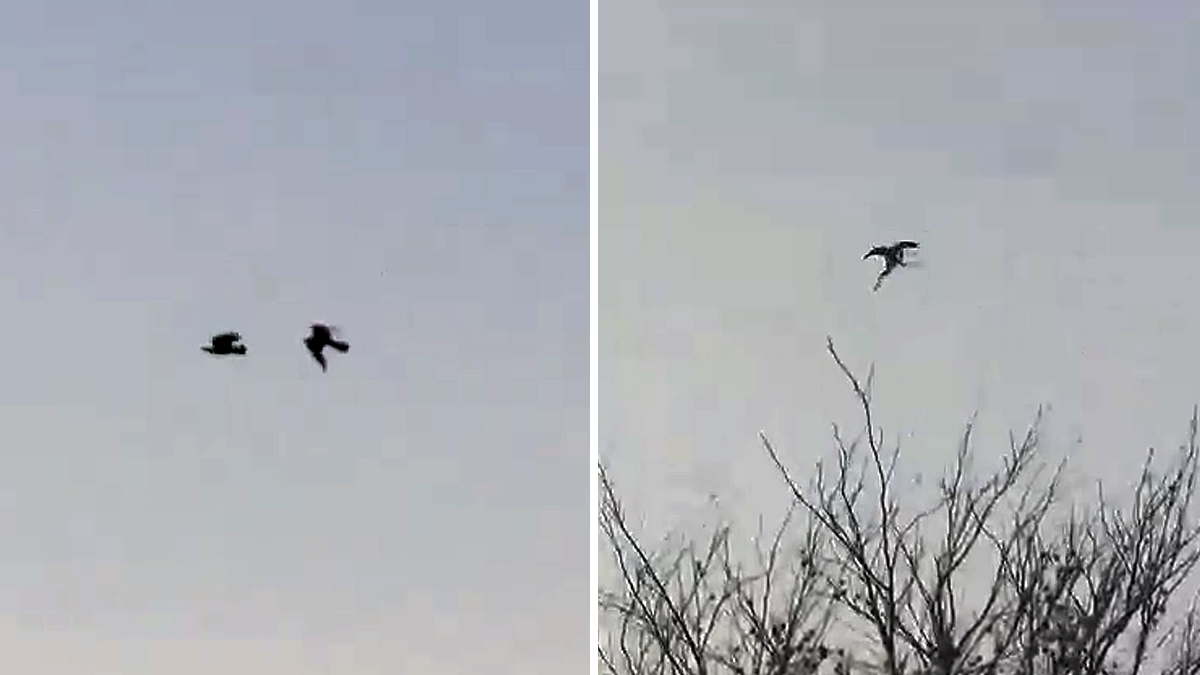  así caza un halcón a su presa velocidad y precisión en el ataque